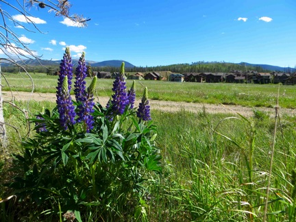 GPWildflowers