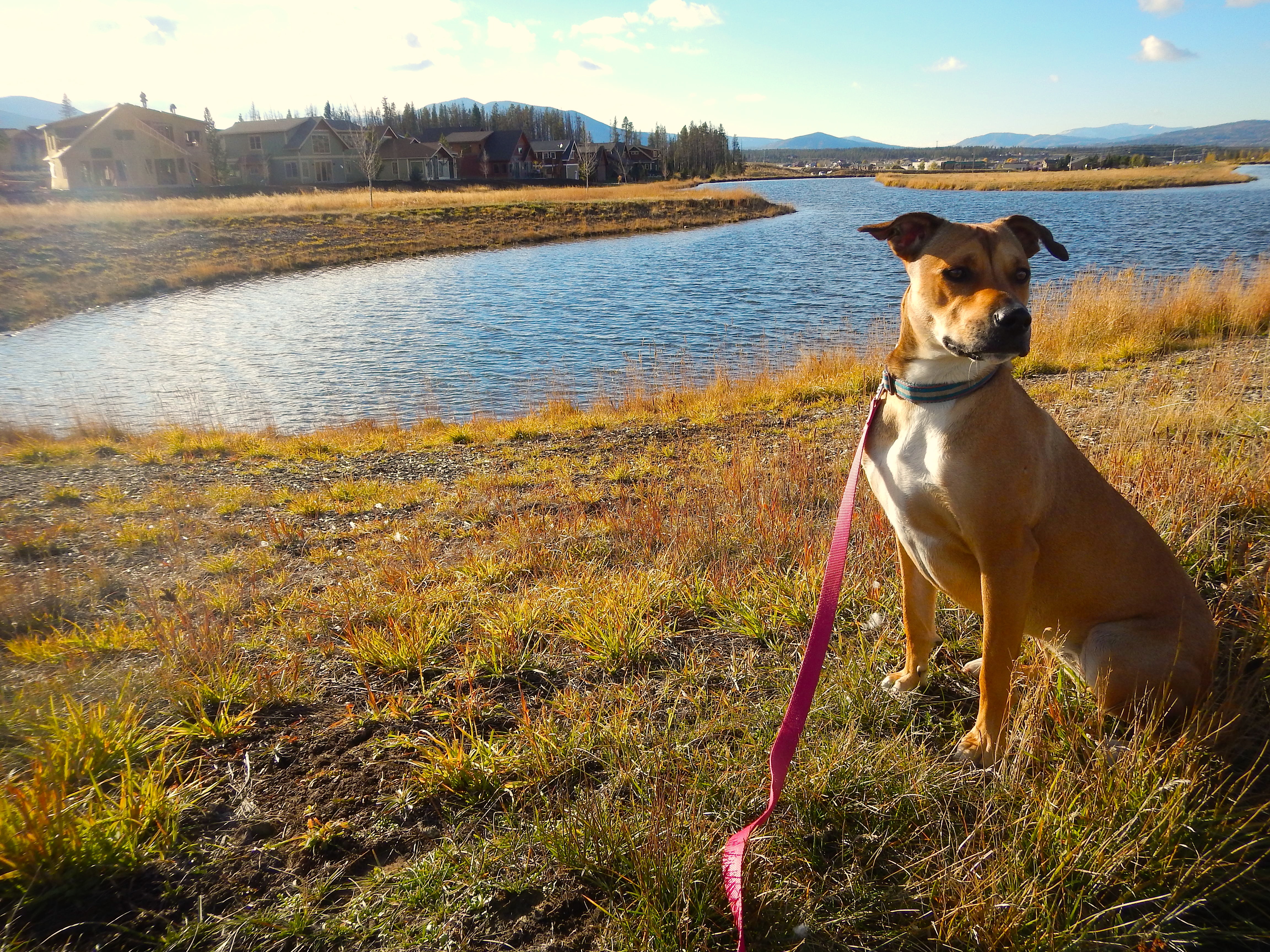 Dog Friendly Towns