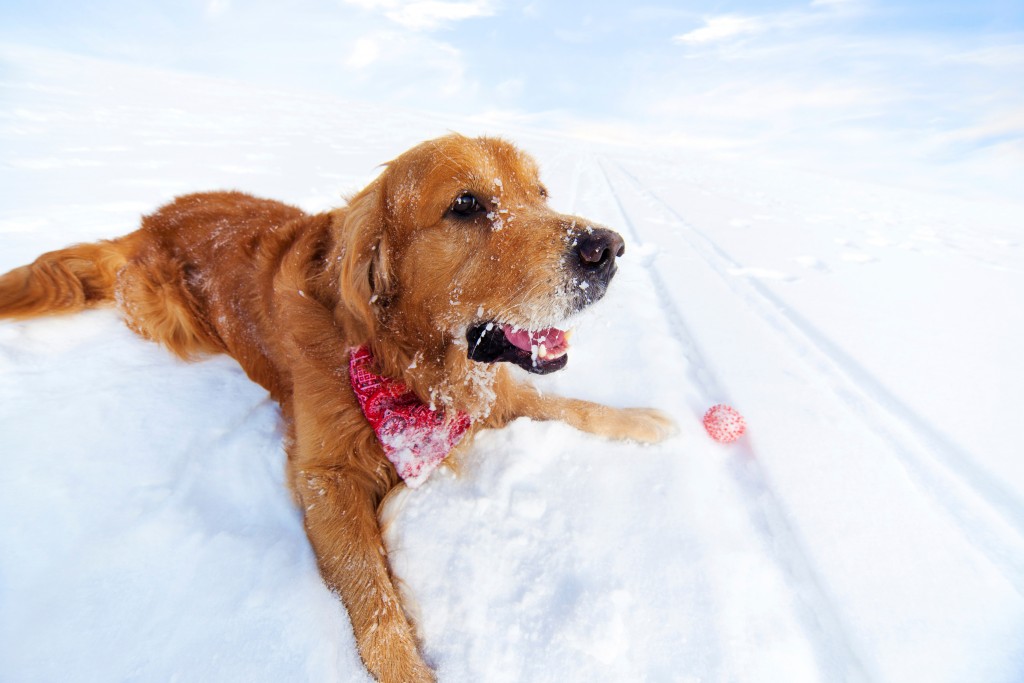 Dog friendly Winter Park
